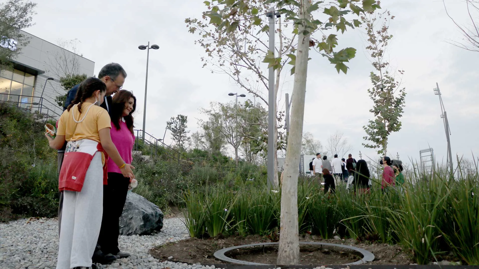 'Siembran' generosidad donantes de árboles en el Parque Central
