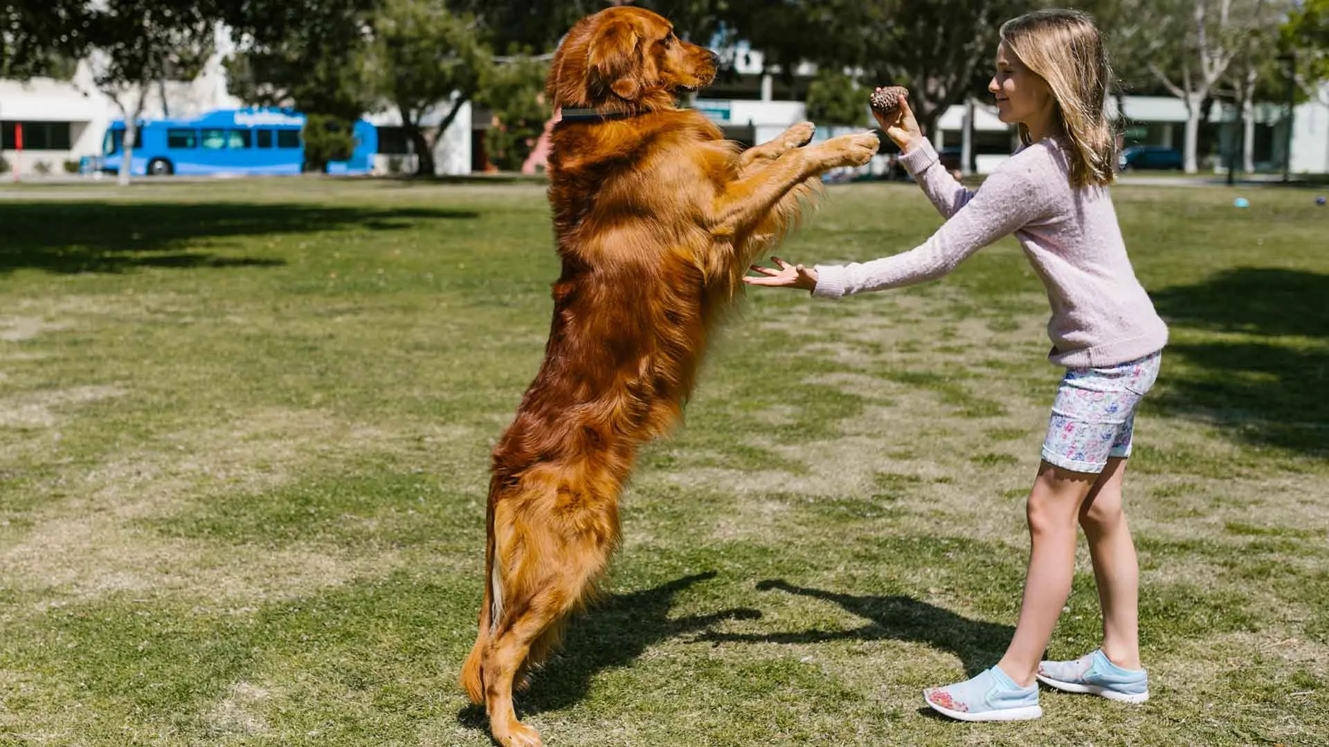 Legislación en contra del maltrato animal en México