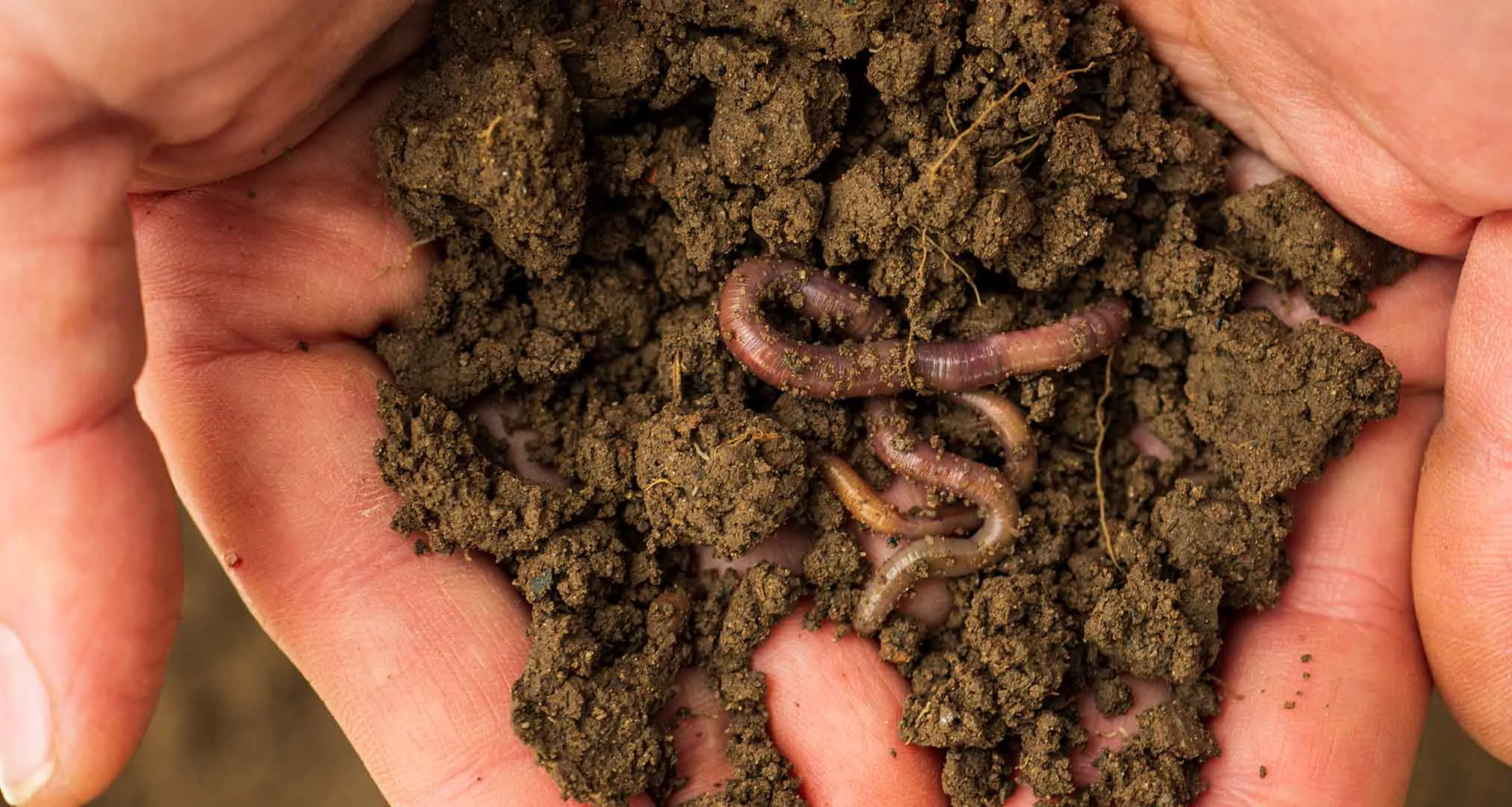 Alumno del Tec Querétaro crea startup de gusanos que ayudan a eliminar el unicel y generar proteína