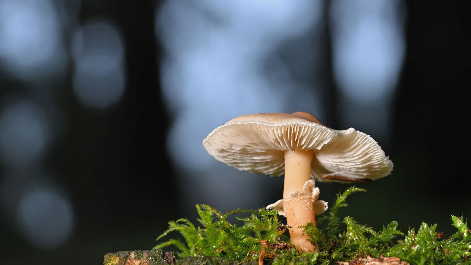 Profesor de Hidalgo realiza investigación sobre alimentación sustentable