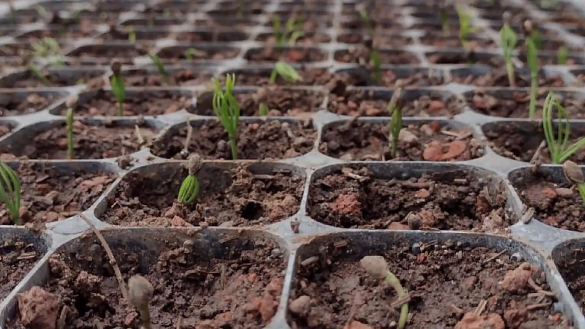 Proyecto de sostenibilidad por EXATEC de campus Querétaro