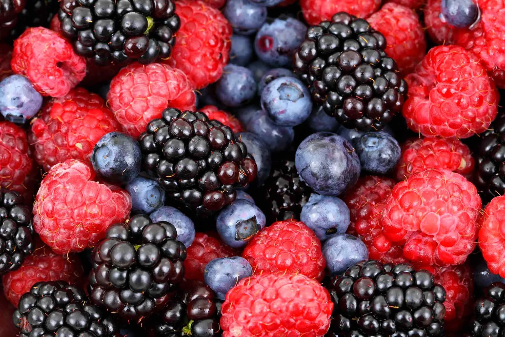 Investigación del Tec Guadalajara ayuda a mejorar la producción de berries. 
