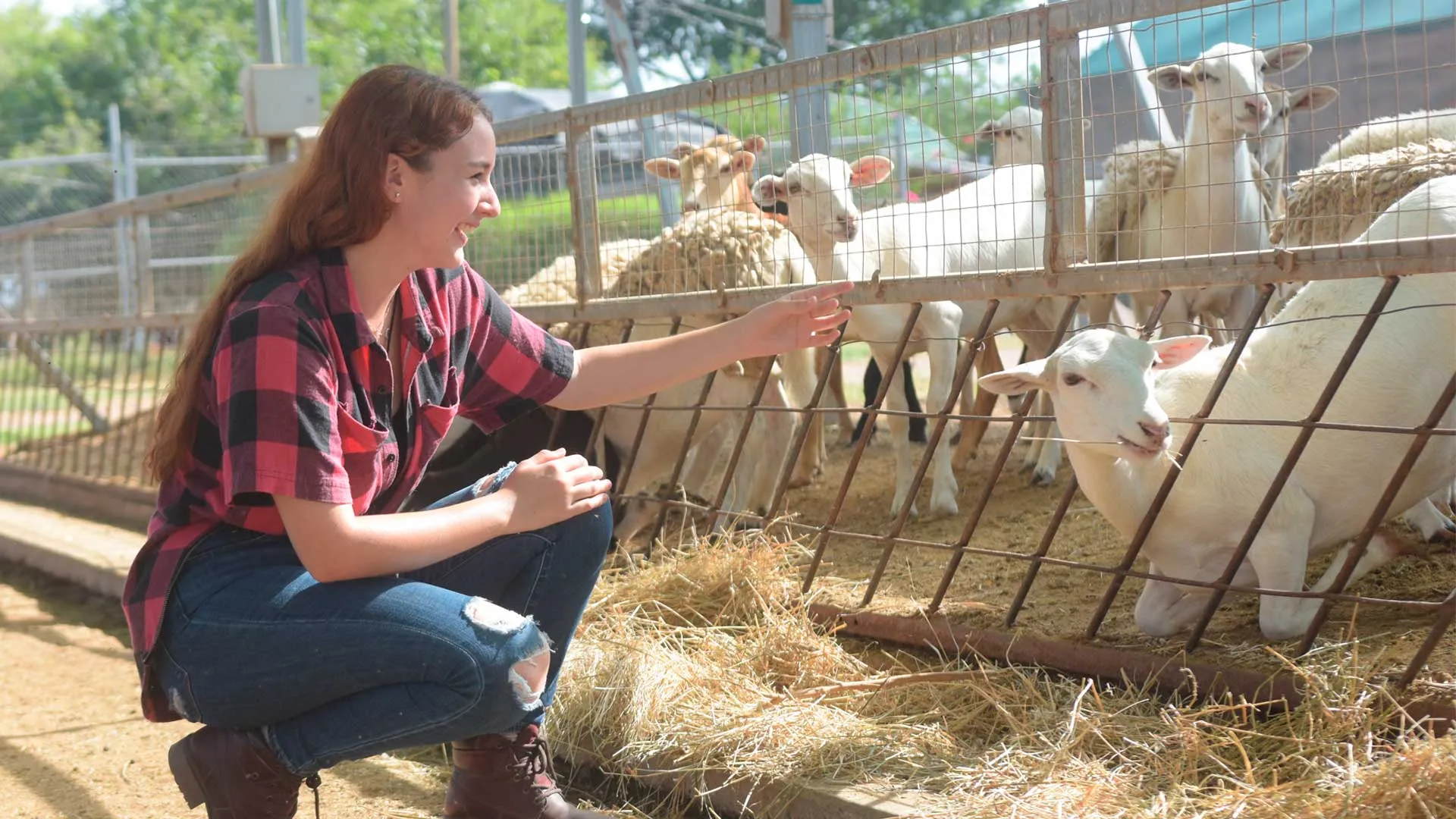 Alumna Tec alimenta a borrego en la Ruta de la Leche del Verano en Ciudad Obregón