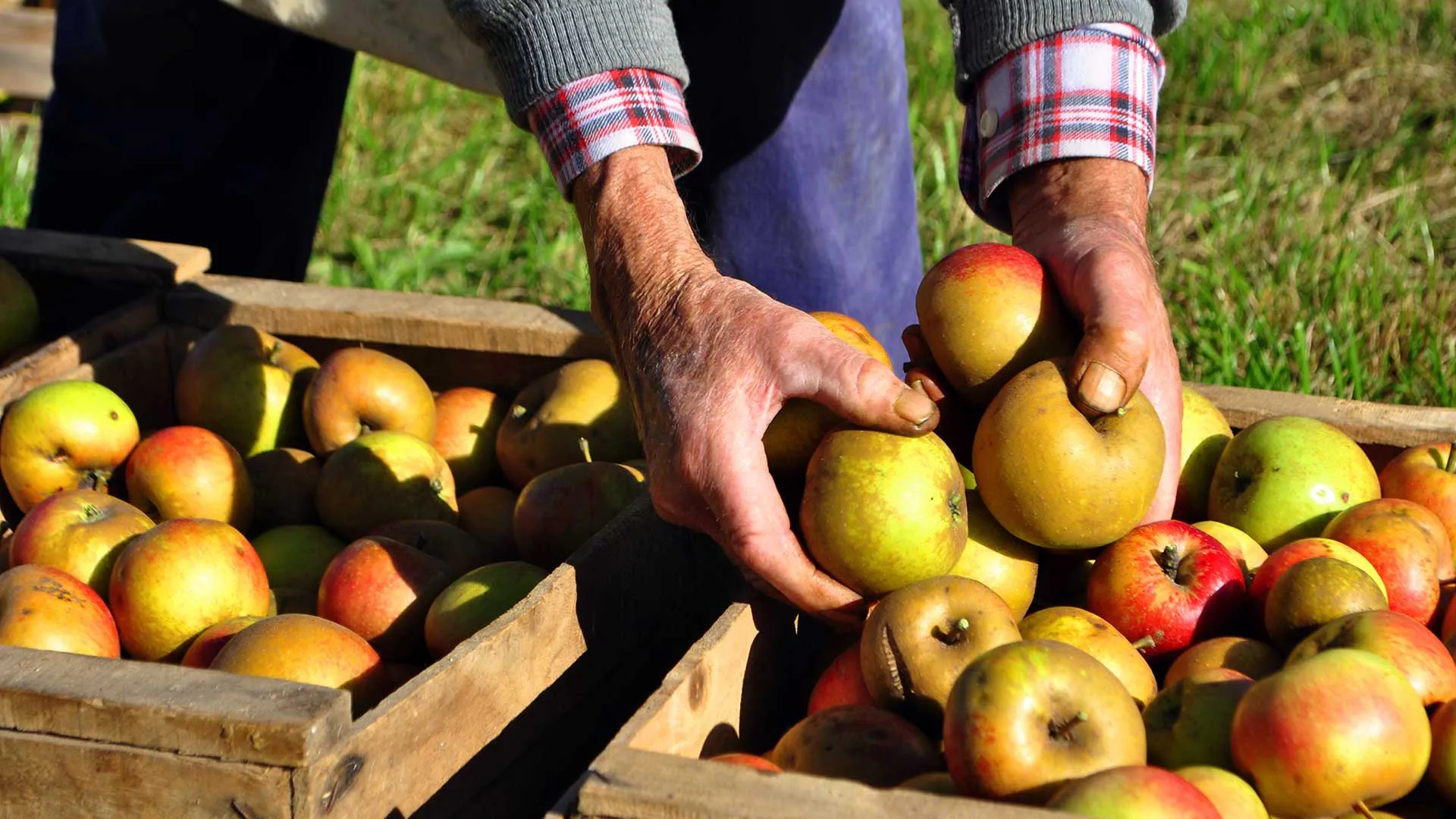 SAVEFRUIT desarrolla tecnologías post-cosecha para alargar la maduración de los 