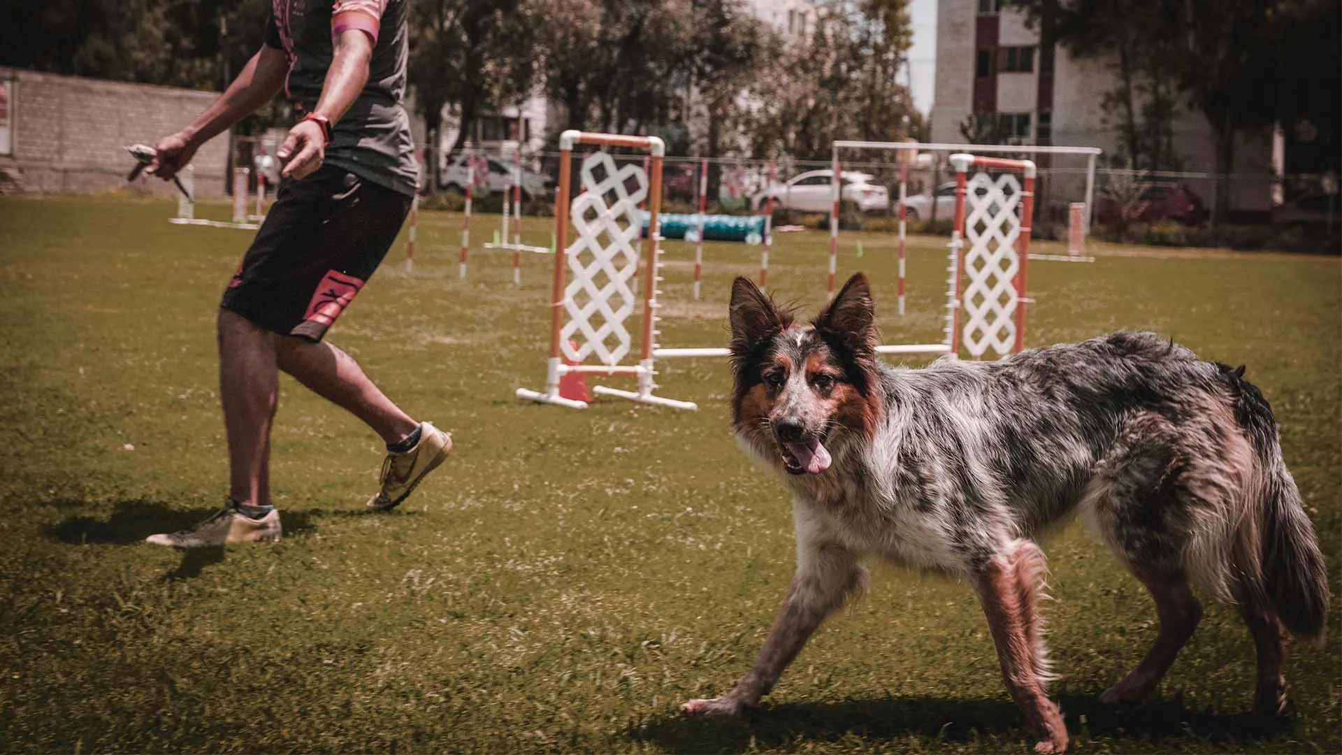 Perros, Tec Estado de México