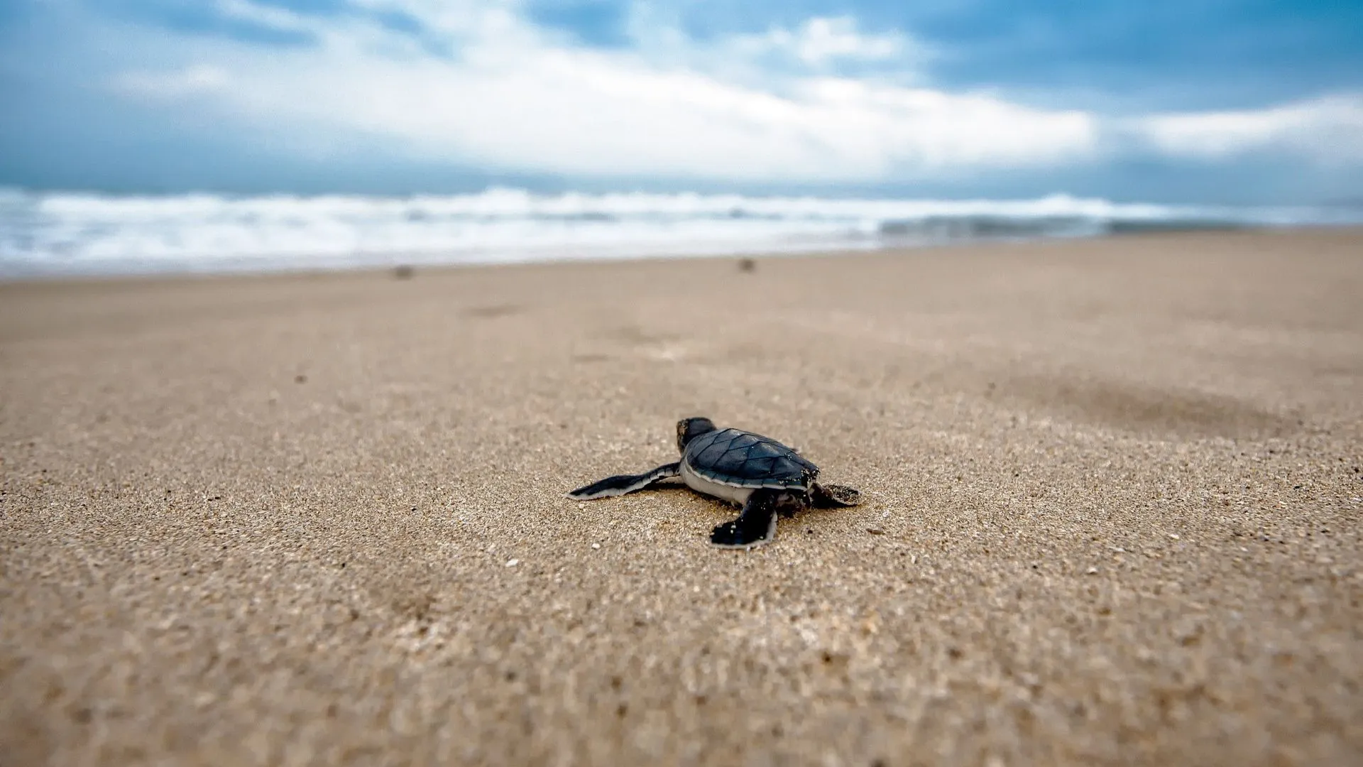 Tortuga marina caminando sobre la arena hacia el agua