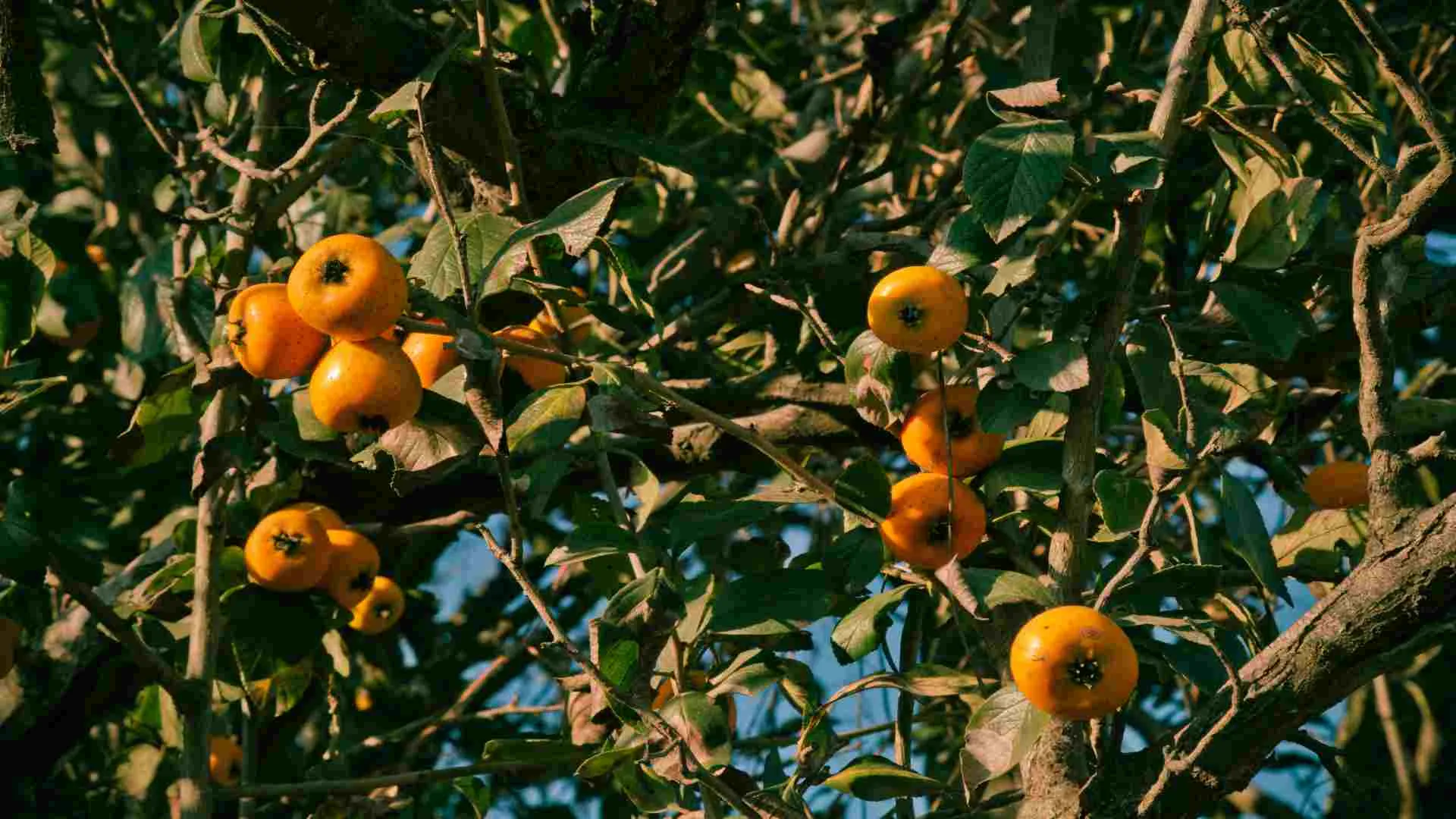 La biología sintética se consolidó como una herramienta que sirve, entre otras cosas, para solucionar enfermedades y plagas.