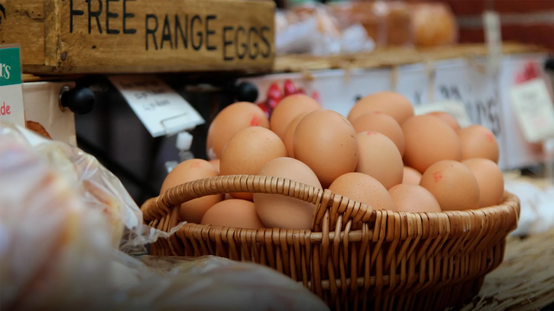 Profesor Tec Querétaro explica el fenómeno de la Gripe Aviar y sus efectos en el precio del huevo