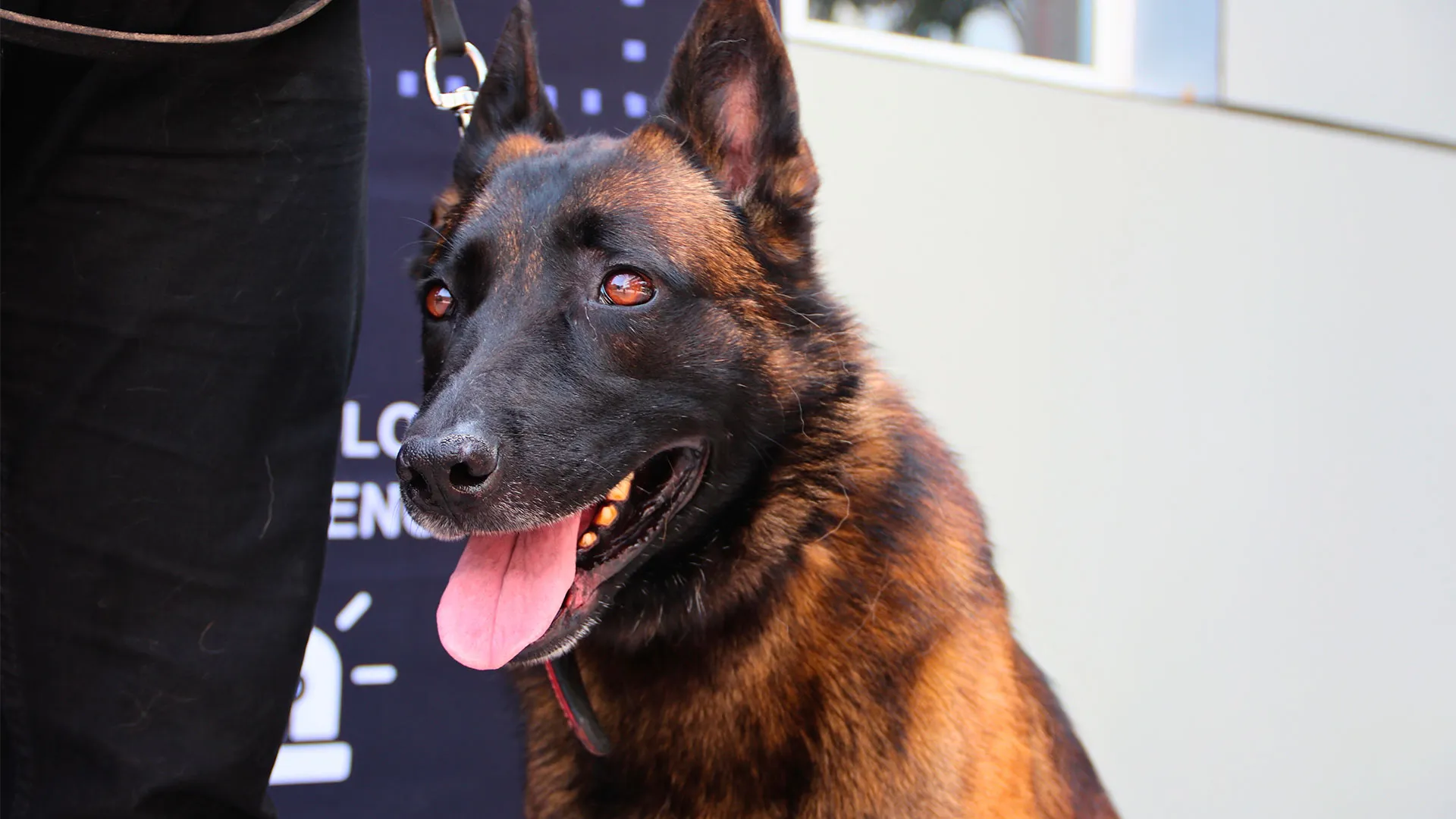 Sack perro guardián de la PrepaTec Querétaro