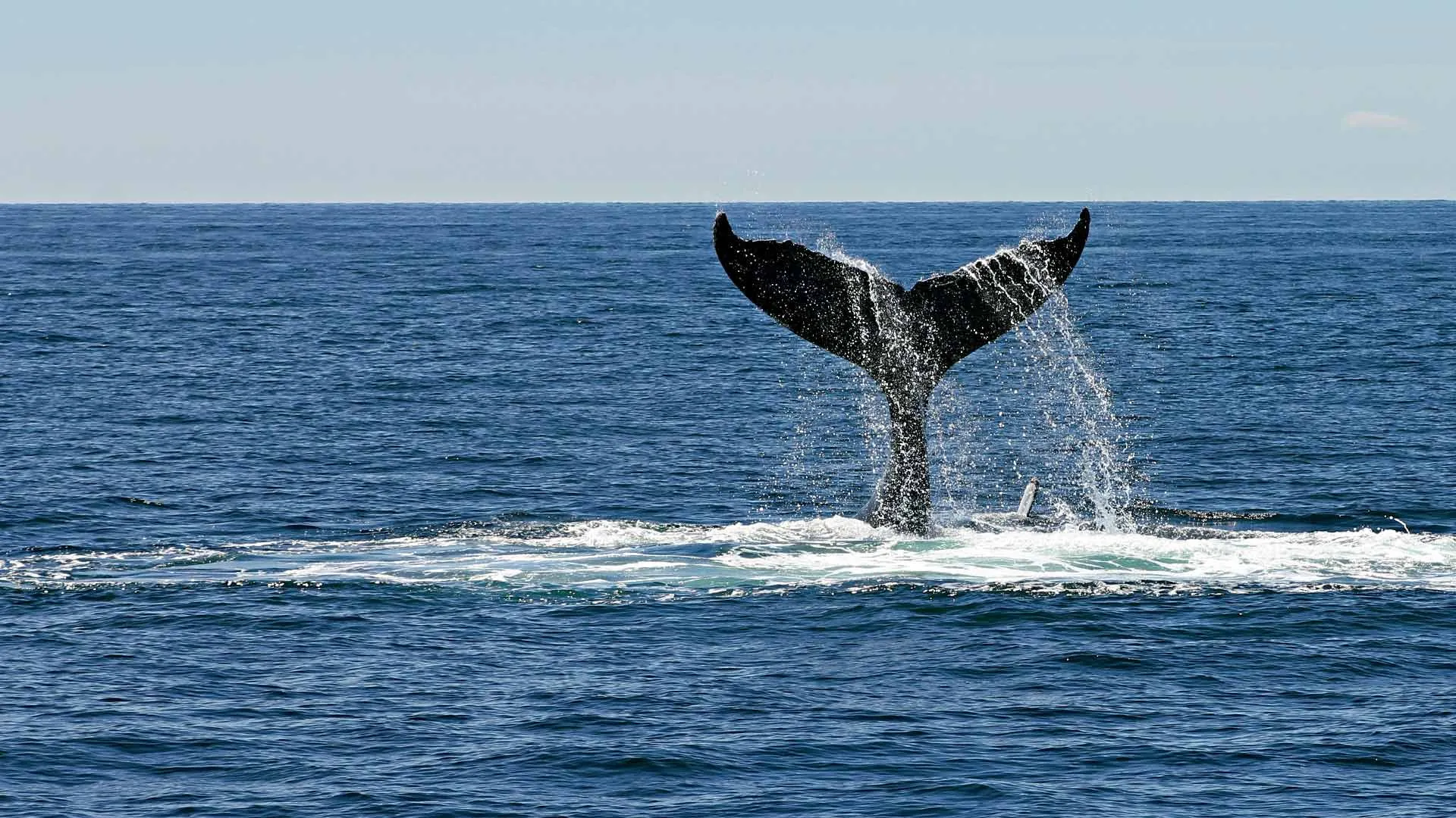 Servicio Social del Tec de Monterrey busca salvar ballenas de Guerrero
