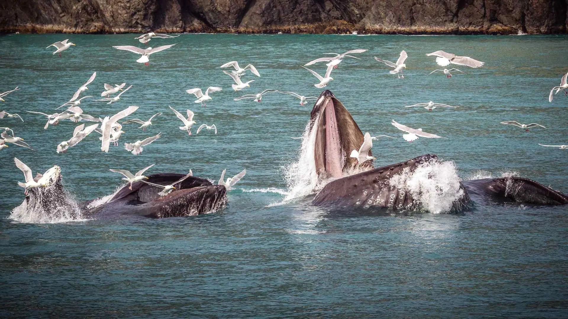 El proyecto Blue Bond está inspirado en la forma de cazar de las ballenas.