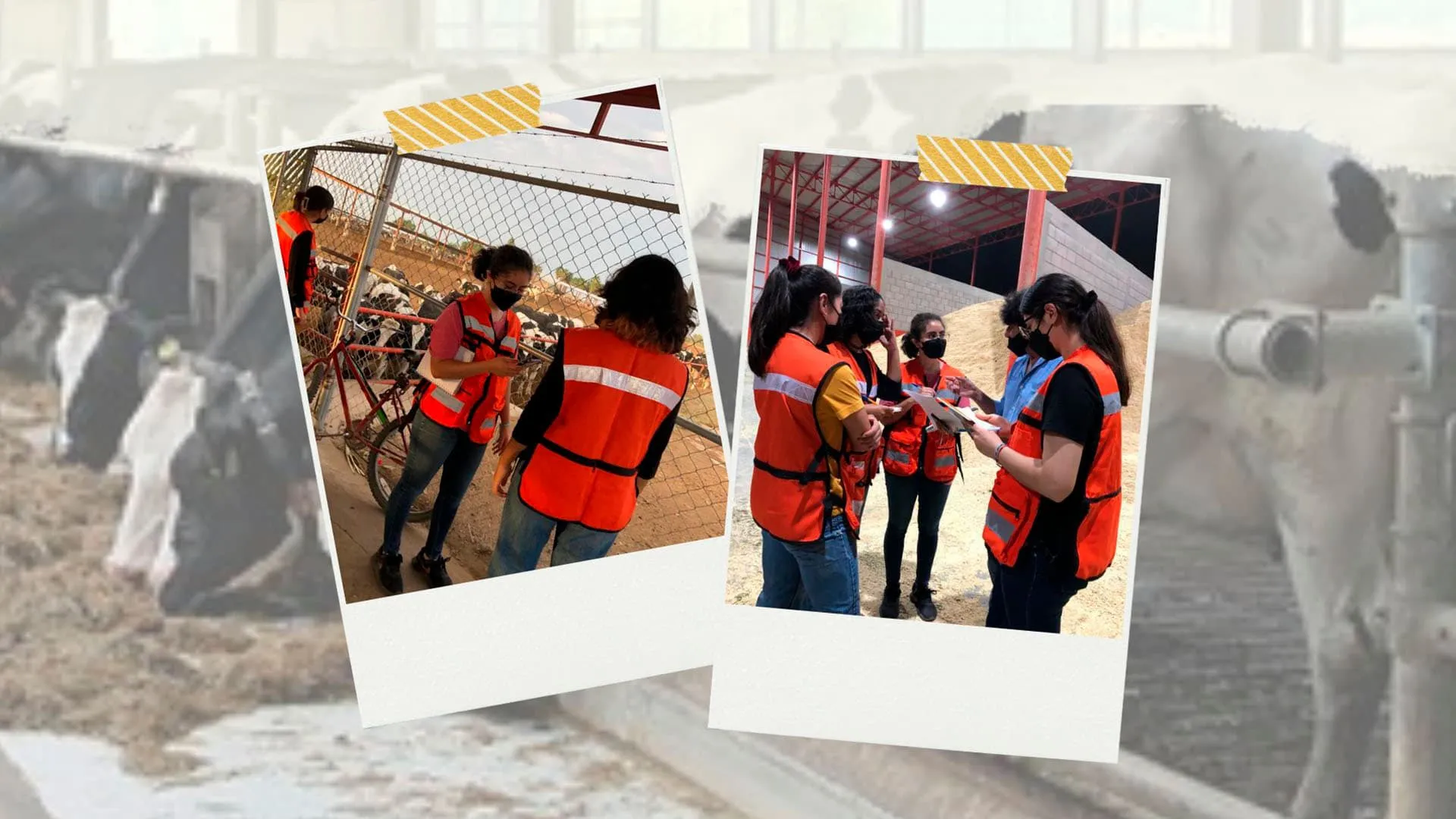 alumnos del Tec campus Laguna trabajaron por un semestre en establos