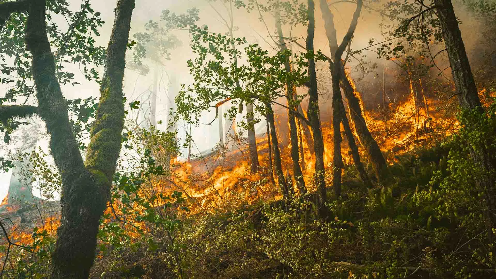Los incendios forestales son más recurrentes por la crisis climática