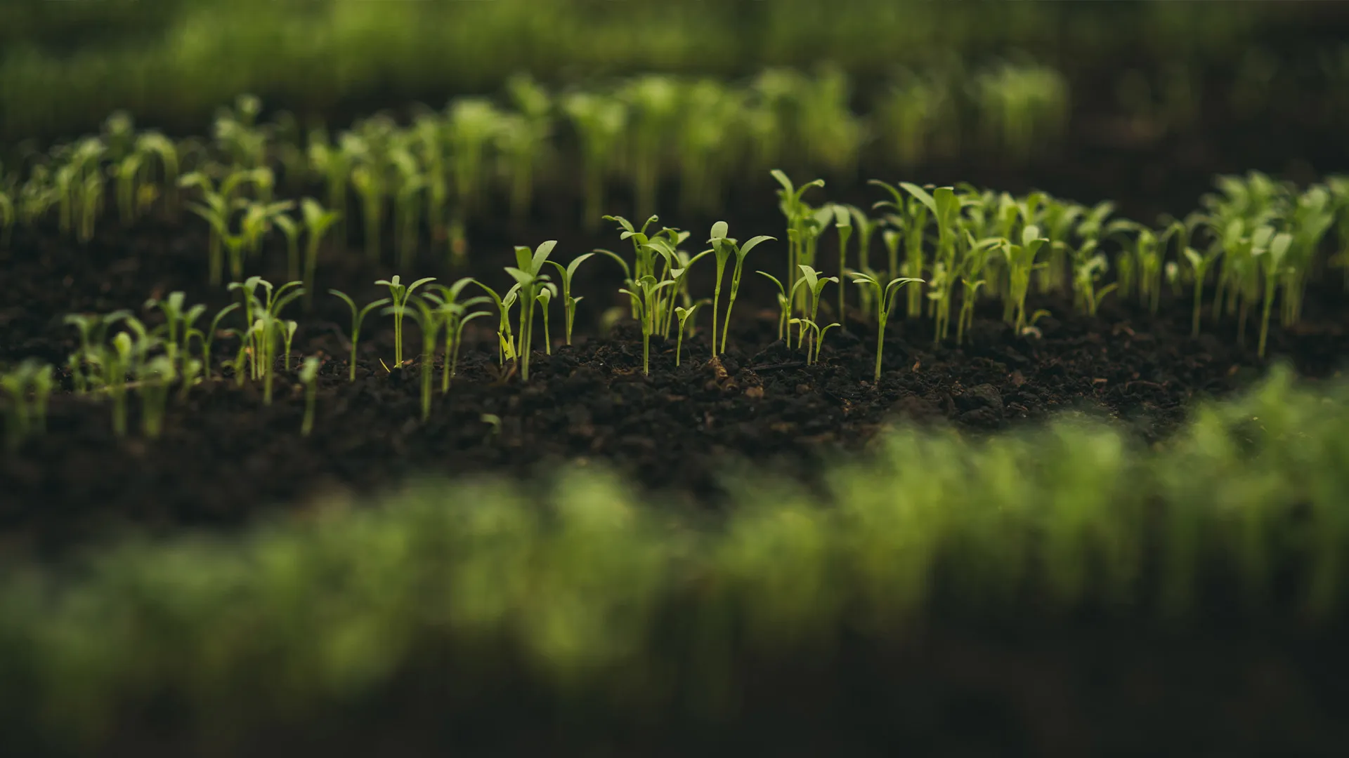 Chinampac, el proyecto sostenible de alumnos Tec de campus Ciudad de México