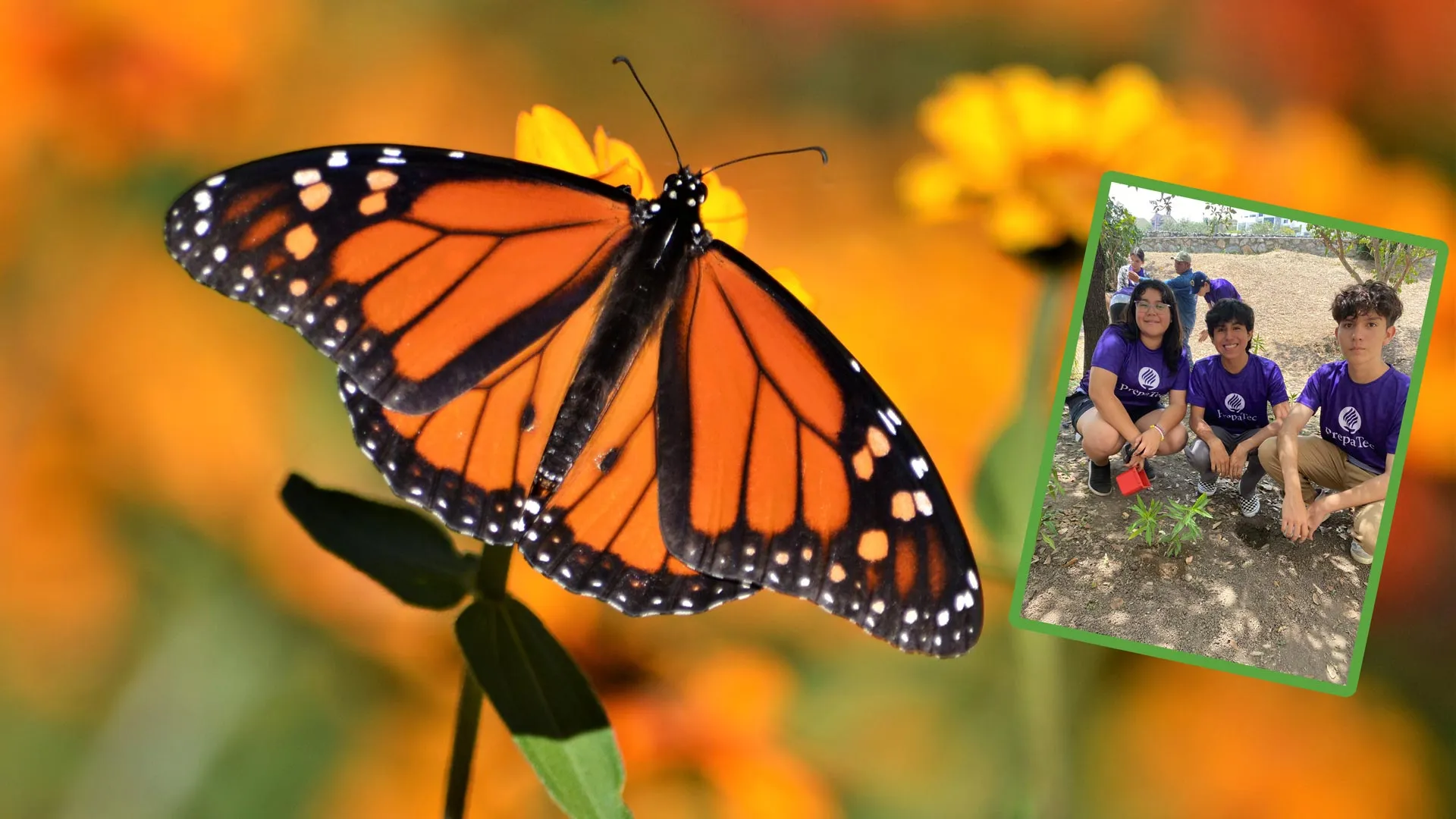 PrepaTec Eugenio Garza Sada instaló el algodoncillo en sus instalaciones.