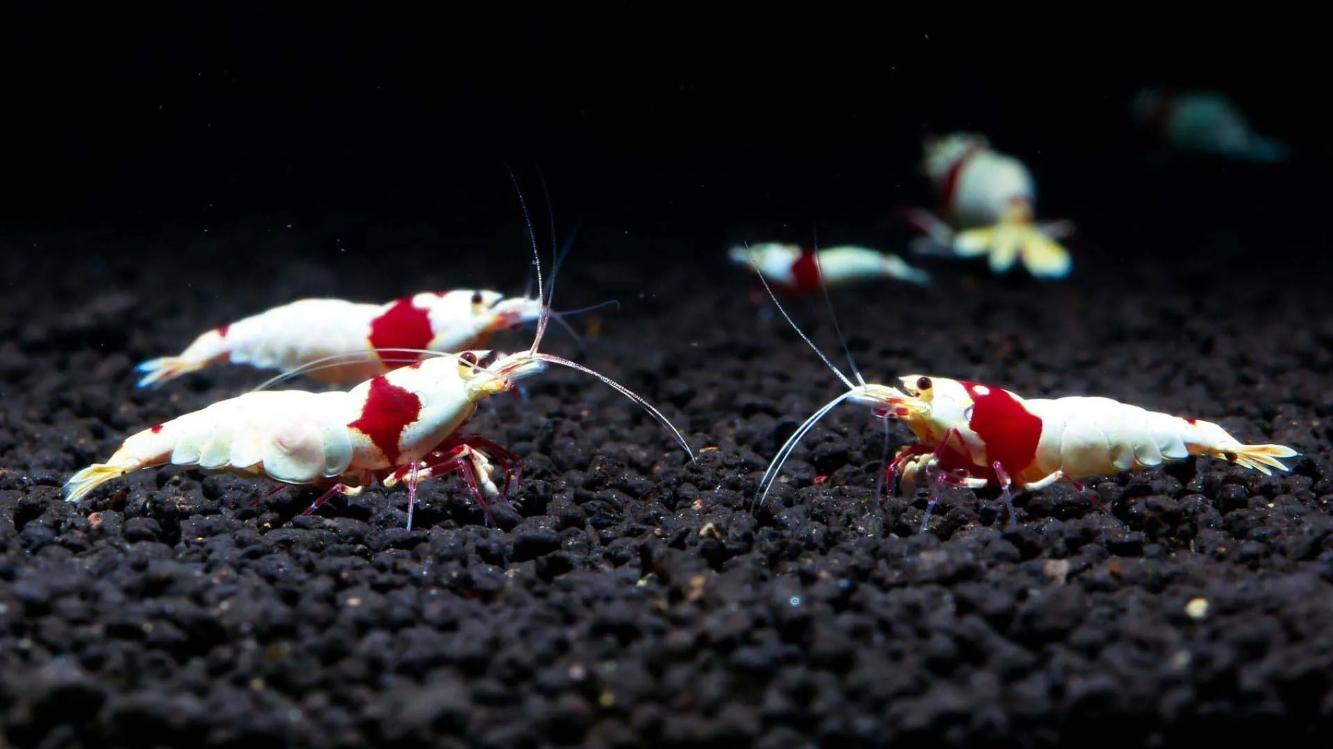 Sonorenses ganan competencia mundial de agua con proyecto sustentable