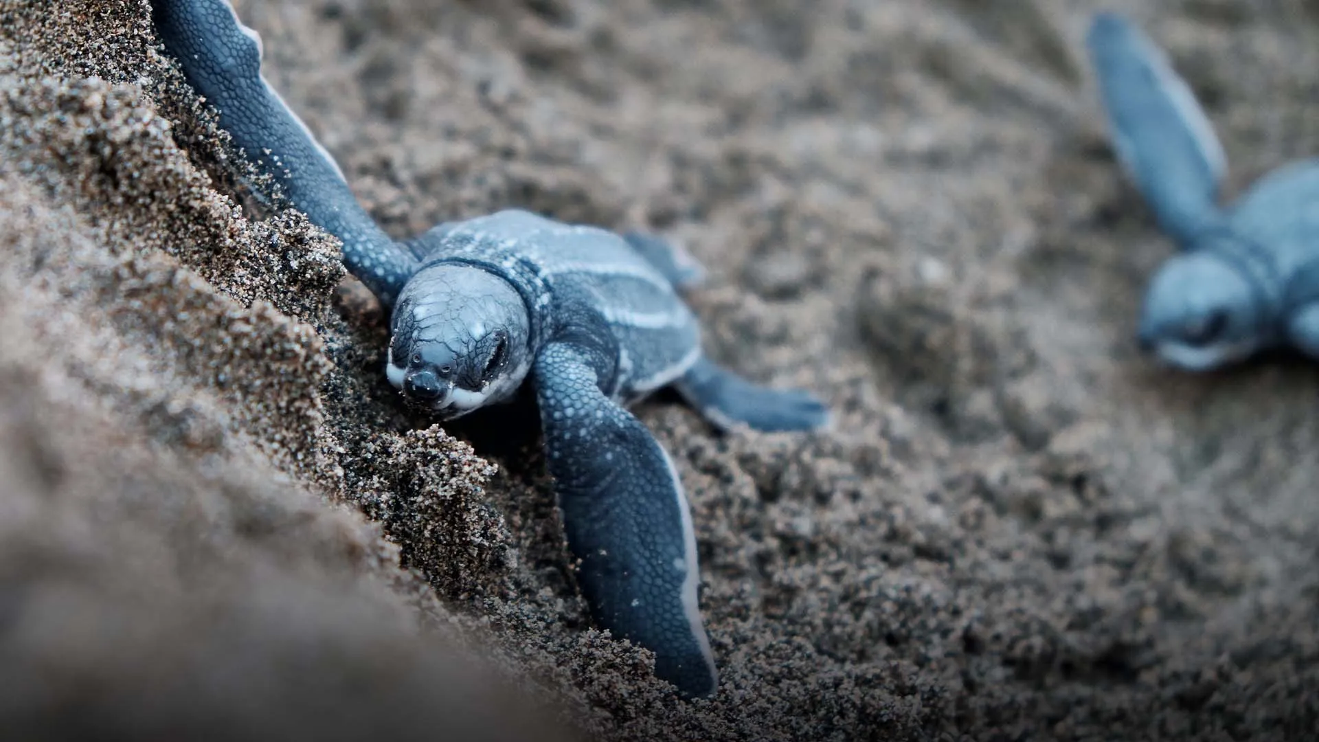 Cría de tortuga marina en playa