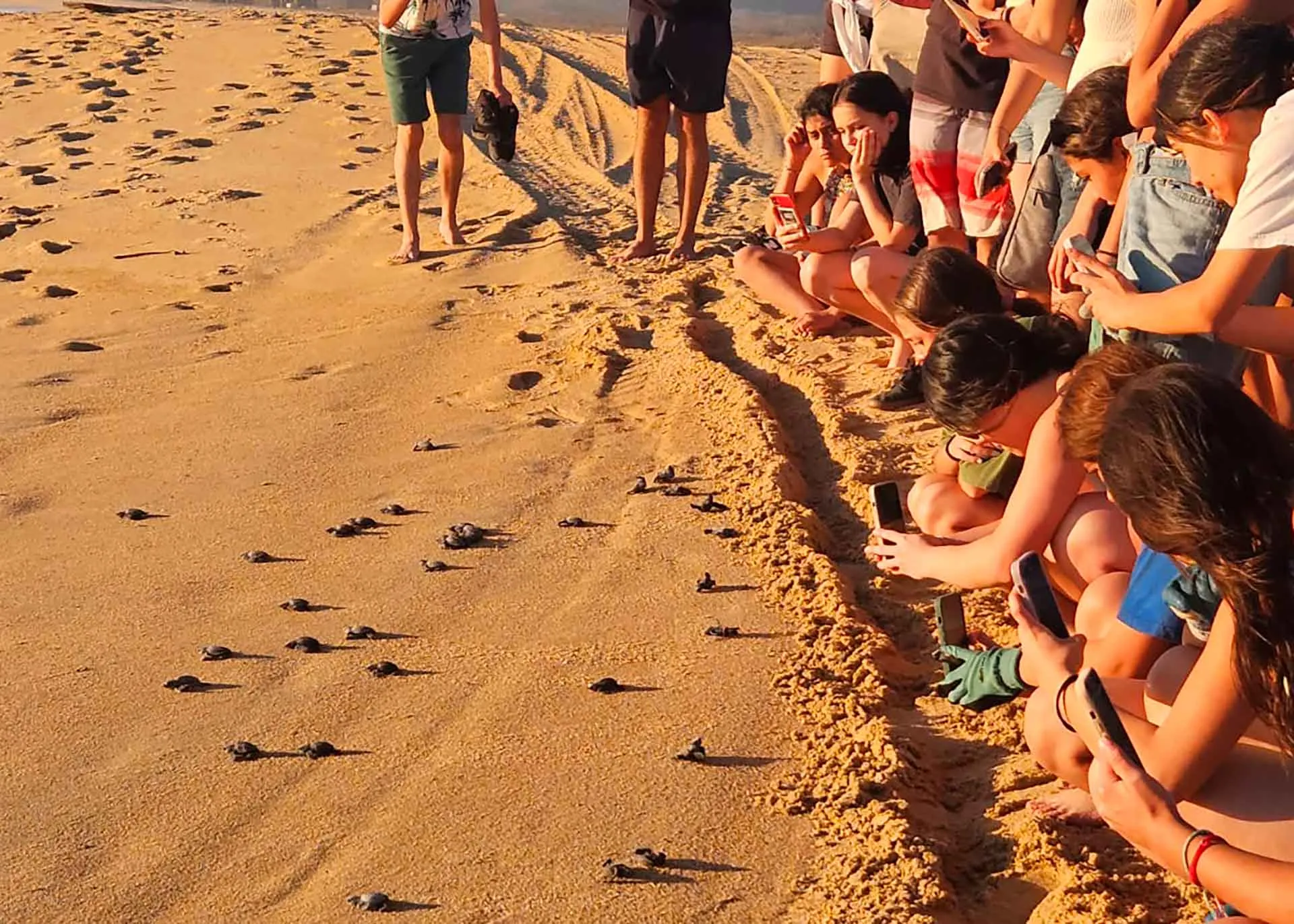 Campamento tortuguero para participantes de grupo estudiantil Manos Verdes, del Tec Guadalajara.