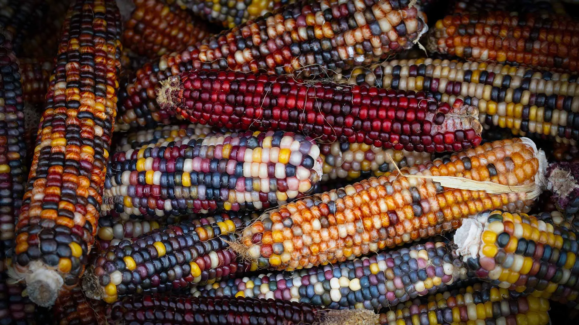 Estudiantes rescatan cultivos ancestrales