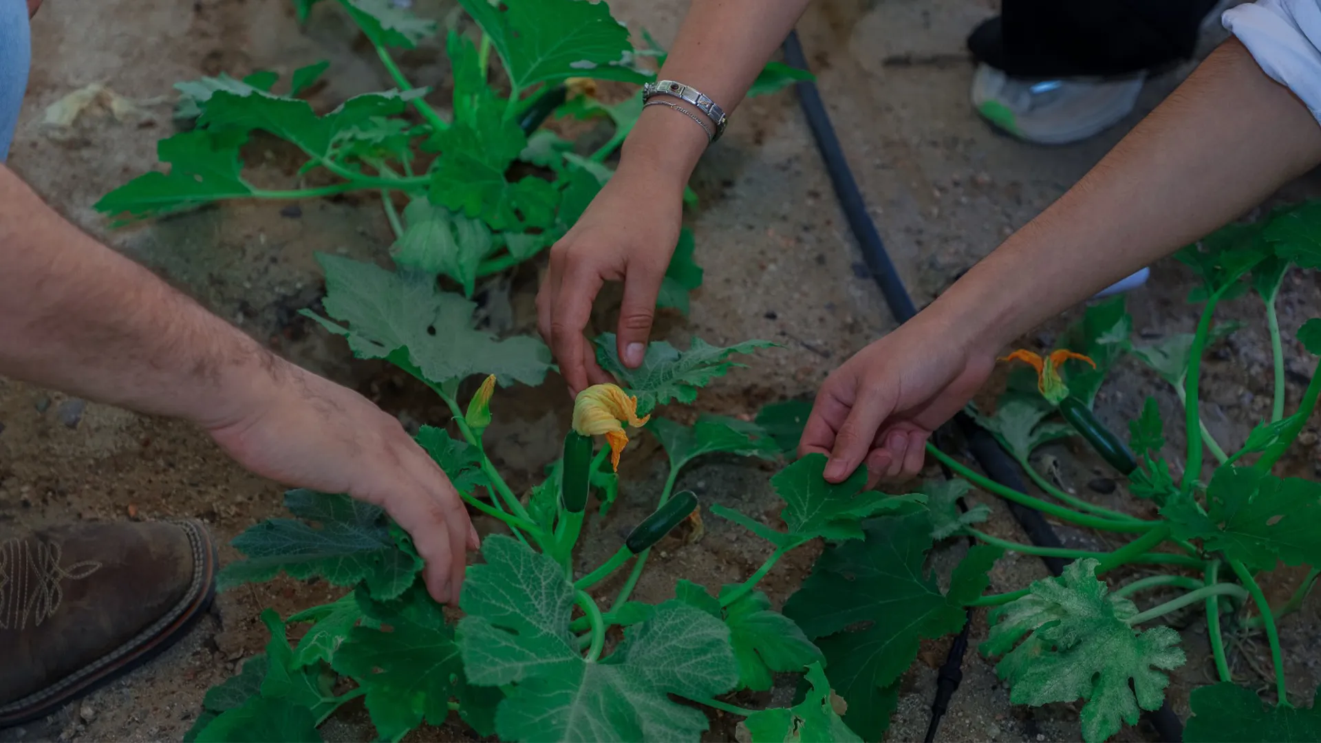 Manos trabajando en un huerto de calabazas.