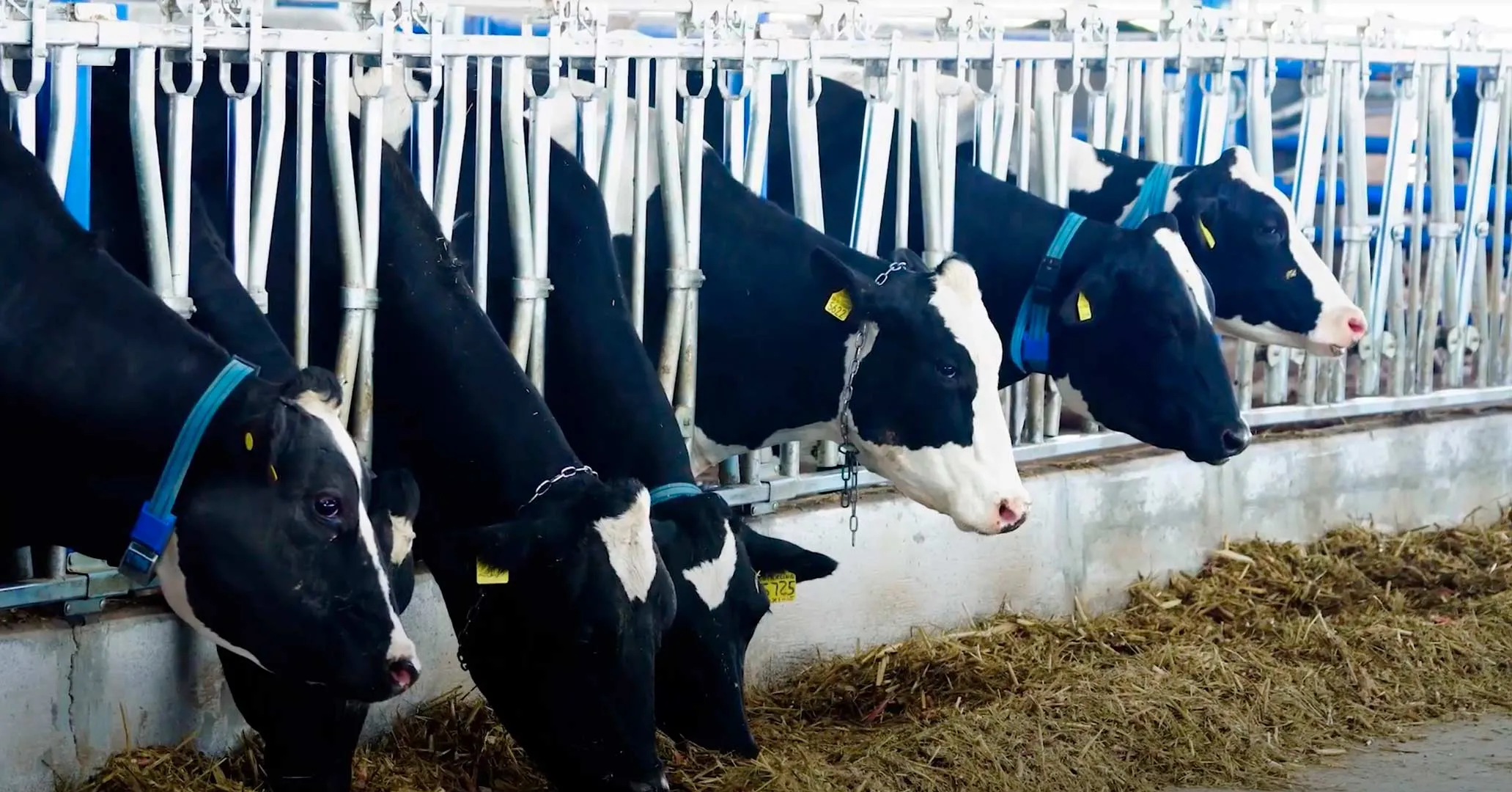 Campo Agro Experimental del Tec Qro premiado por su producción lechera y tecnología