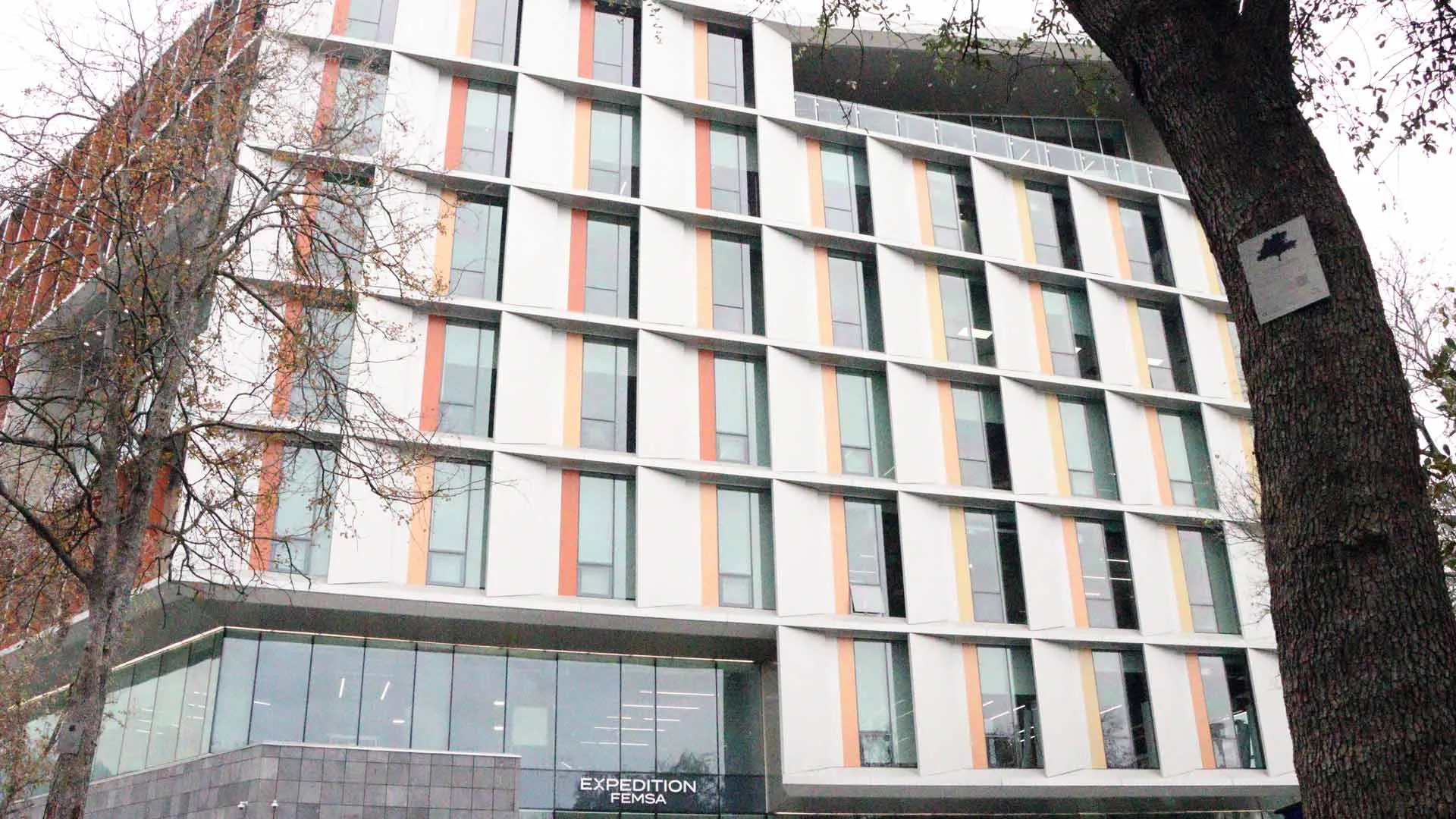Árbol frente al edificio EXPEDITION FEMSA, del Tec.