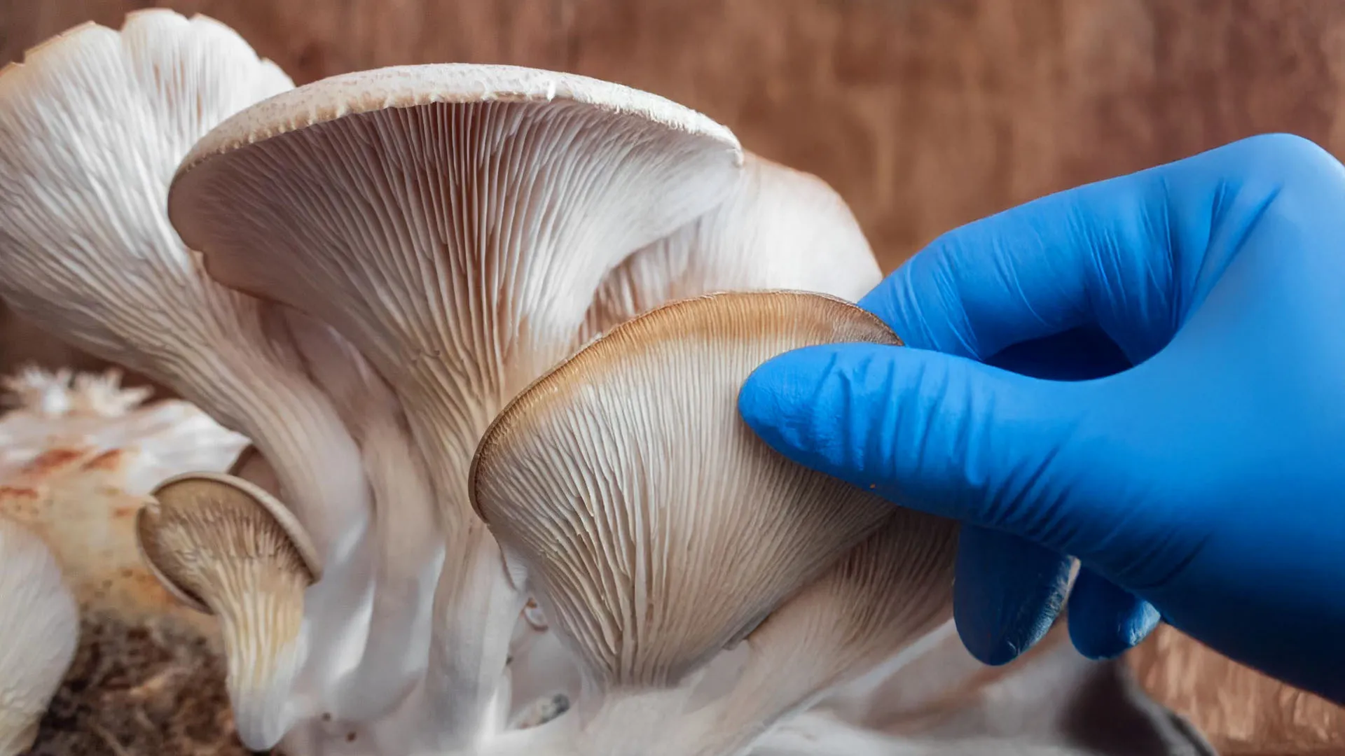 Por el clima: alumnos Tec ganan reto sostenible con cultivo de hongos