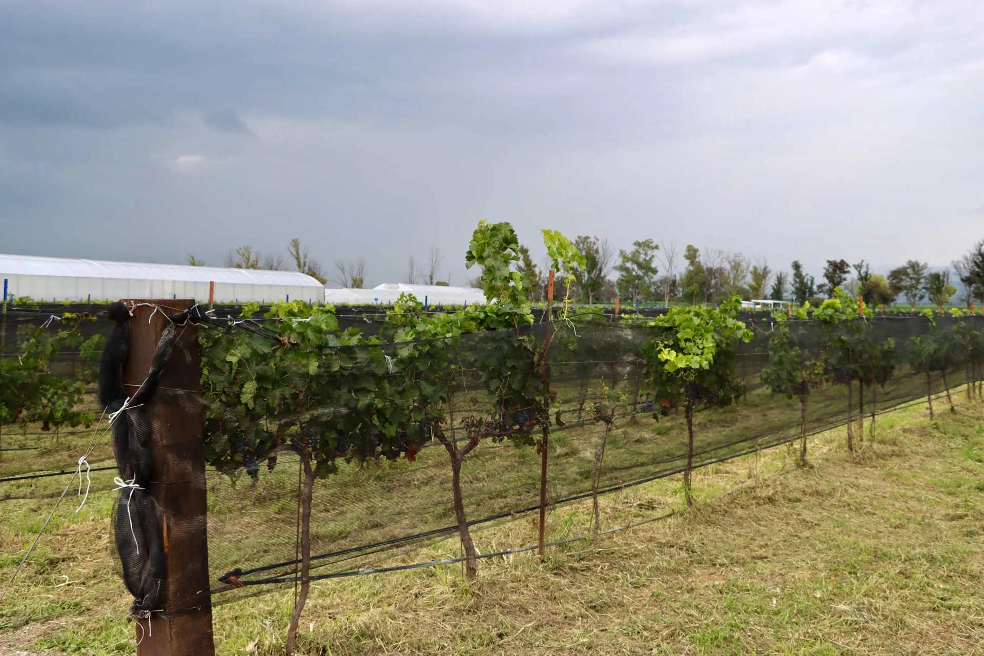 El Tec Campus Querétaro inauguro sistema de operación del viñedo inteligente