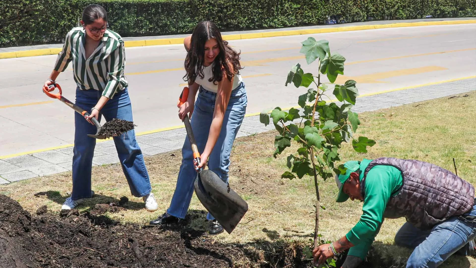 Comunidad de PrepaTec Santa Fe planta árbol de manitas, especie amenazada