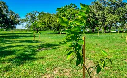 Huerto c&iacute;trico en Tec campus Tampico