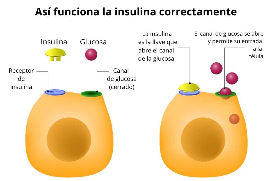 Infograf&iacute;a de una c&eacute;lula y c&oacute;mo la insulina es la llave para dejar pasar la glucosa hacia dentro de la c&eacute;lula