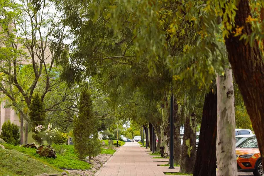 Árboles de campus Aguascalientes