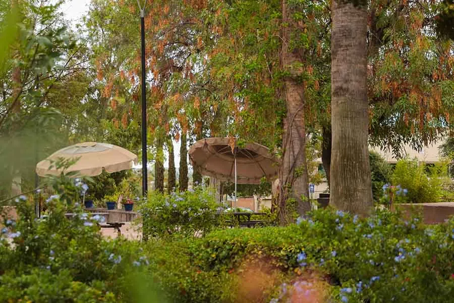 Vegetación de campus Aguascalientes 