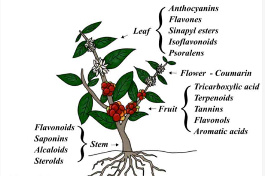 Investigación utiliza Colpachi para encontrar elemento anticorrosivo