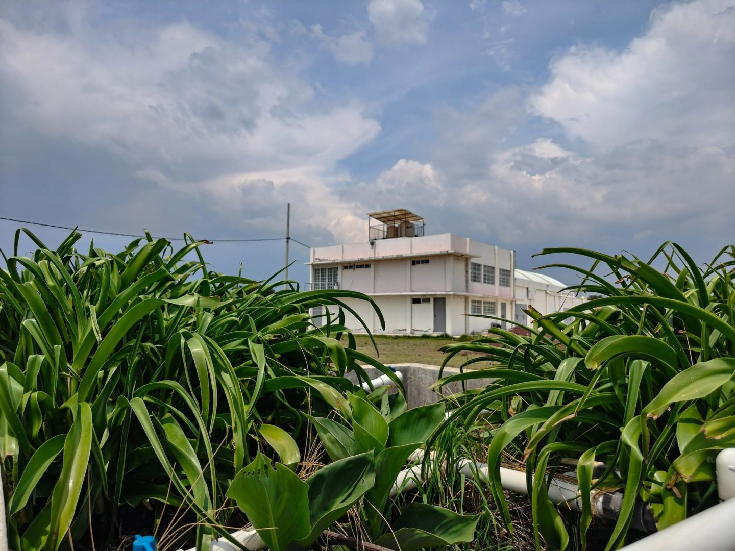 CPLANTAE