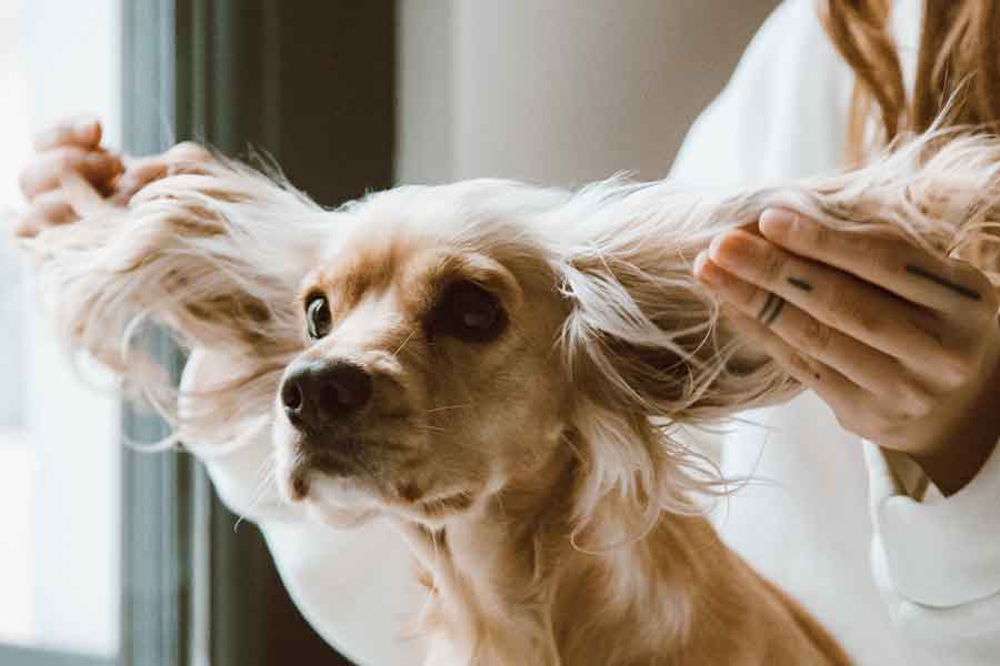 El maltrato animal se puede denunciar