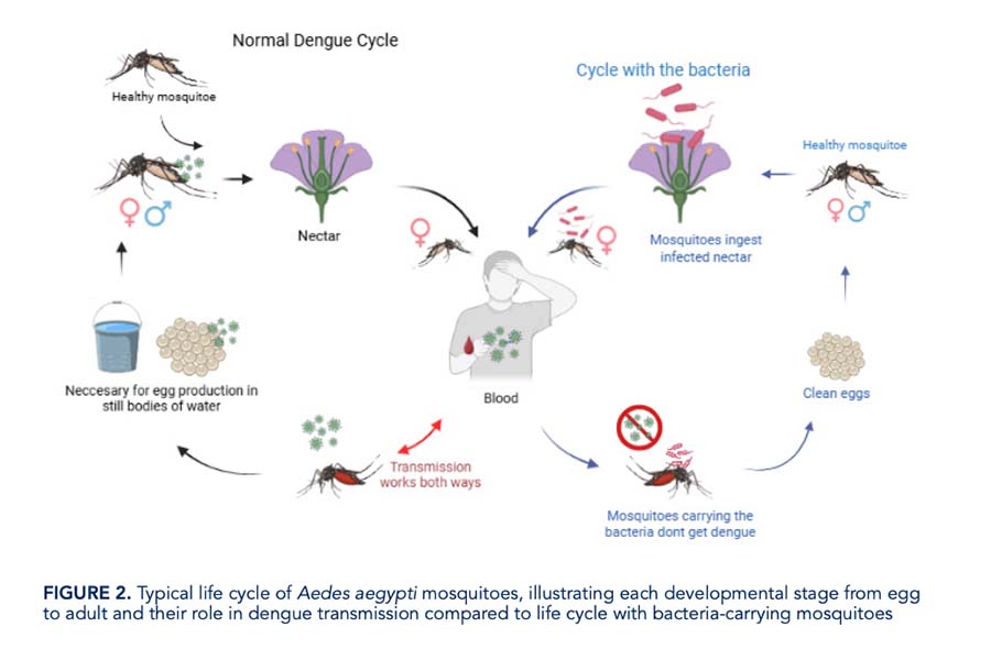 hip&oacute;tesis del equipo que busca bacteria contra dengue