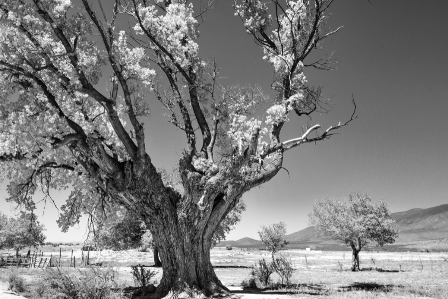 fotografía de un álamo en blanco y negro