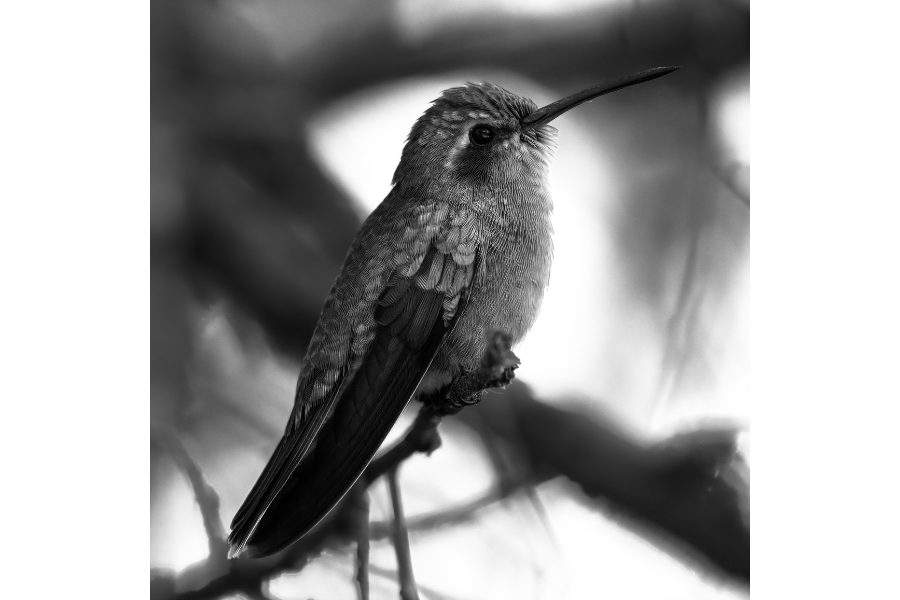 colibrí en blanco y negro