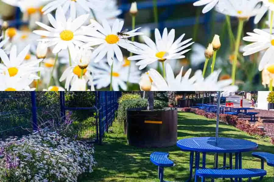 Prácticas sostenibles de la comunidad del Tec campus Santa Fe.