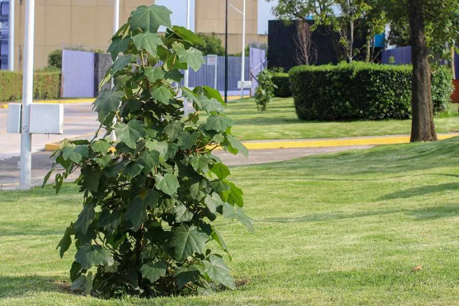Comunidad de PrepaTec Santa Fe planta &Aacute;rbol de Manitas, especie amenazada