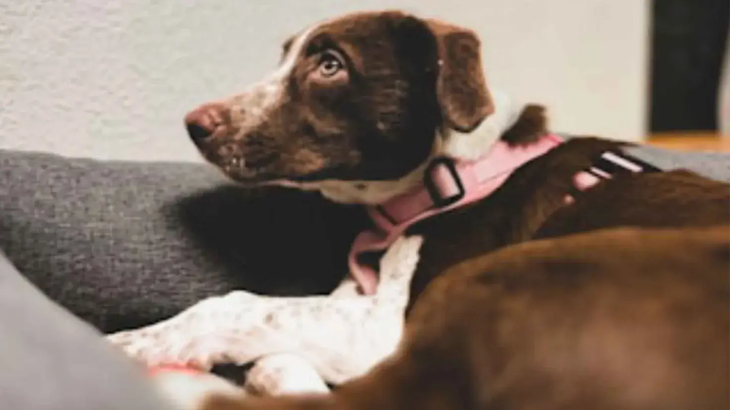 Barbie, perrita de acompañamiento de PrepaTec