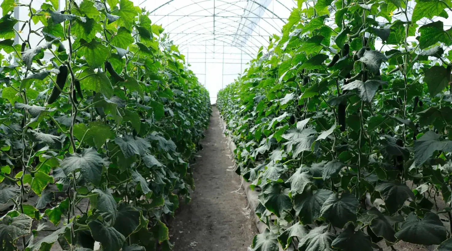 Estudiante diseña biocontrol sustentable en invernadero del Tec de Monterrey campus Querétaro