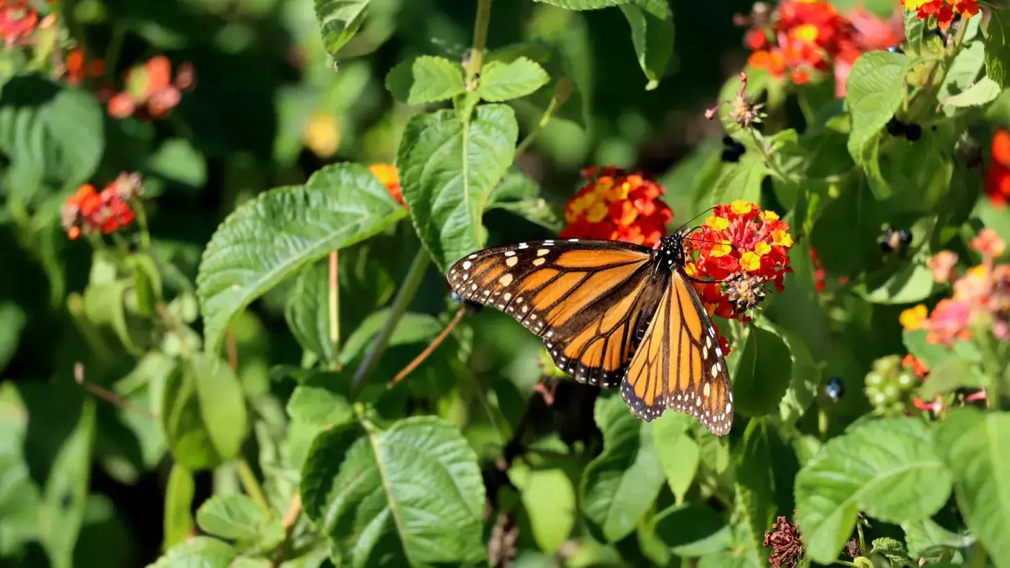 Mariposas monarca, Tec de Monterrey.