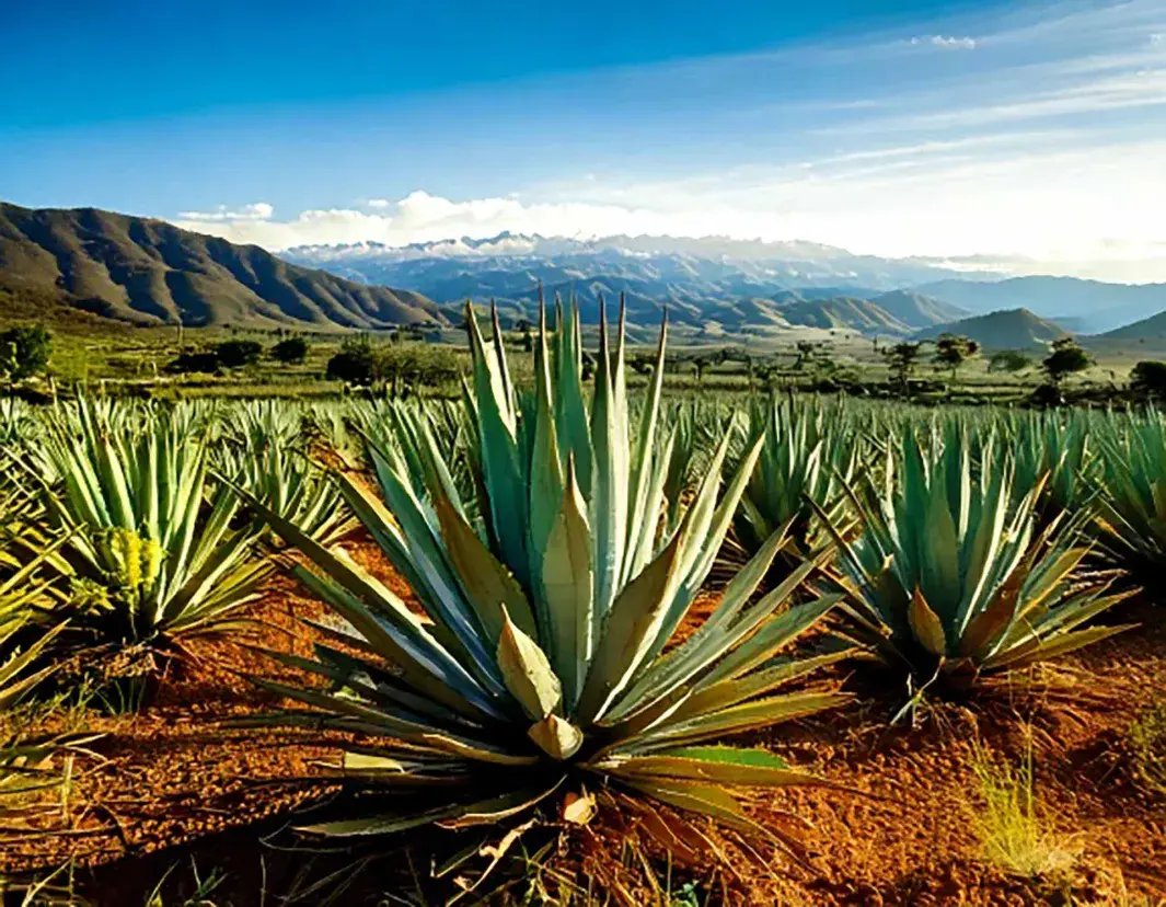 Simposio Agave en el Tec en Guadalajara para analizar la emisión de residuos tequileros.