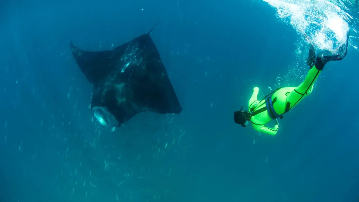 Mantarraya, Mobula Yarae.