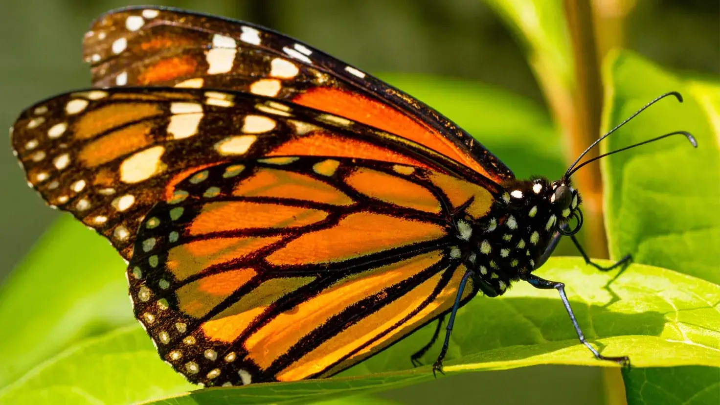 Estudiantes del Tec en Estado de México desarrollaron Canal-IA, un sistema de monitoreo climático y biológico para poblaciones de mariposa monarca.