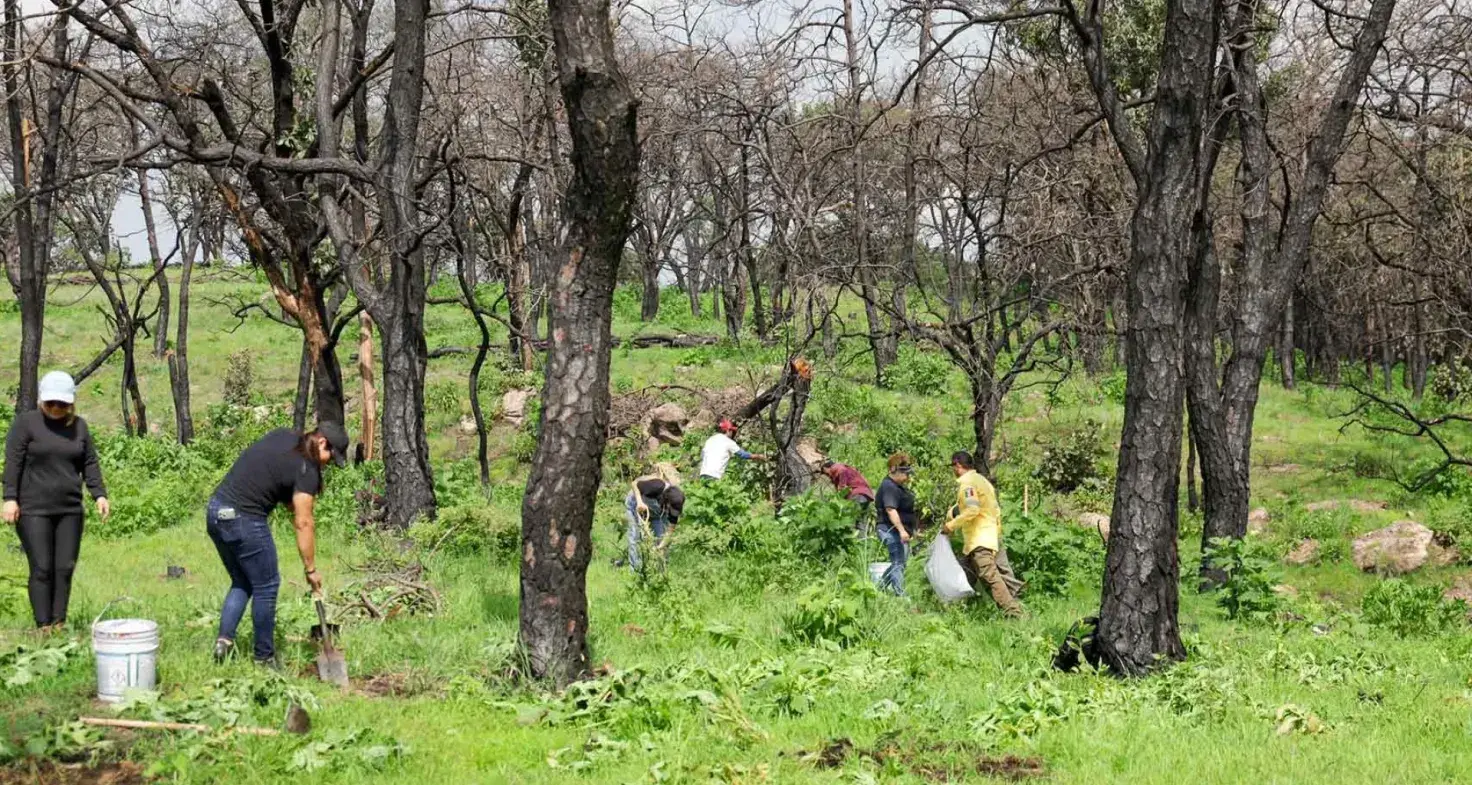 Reforestación de bosque La Primavera, acción realizada por colaboradores del Tec Guadalajara. 