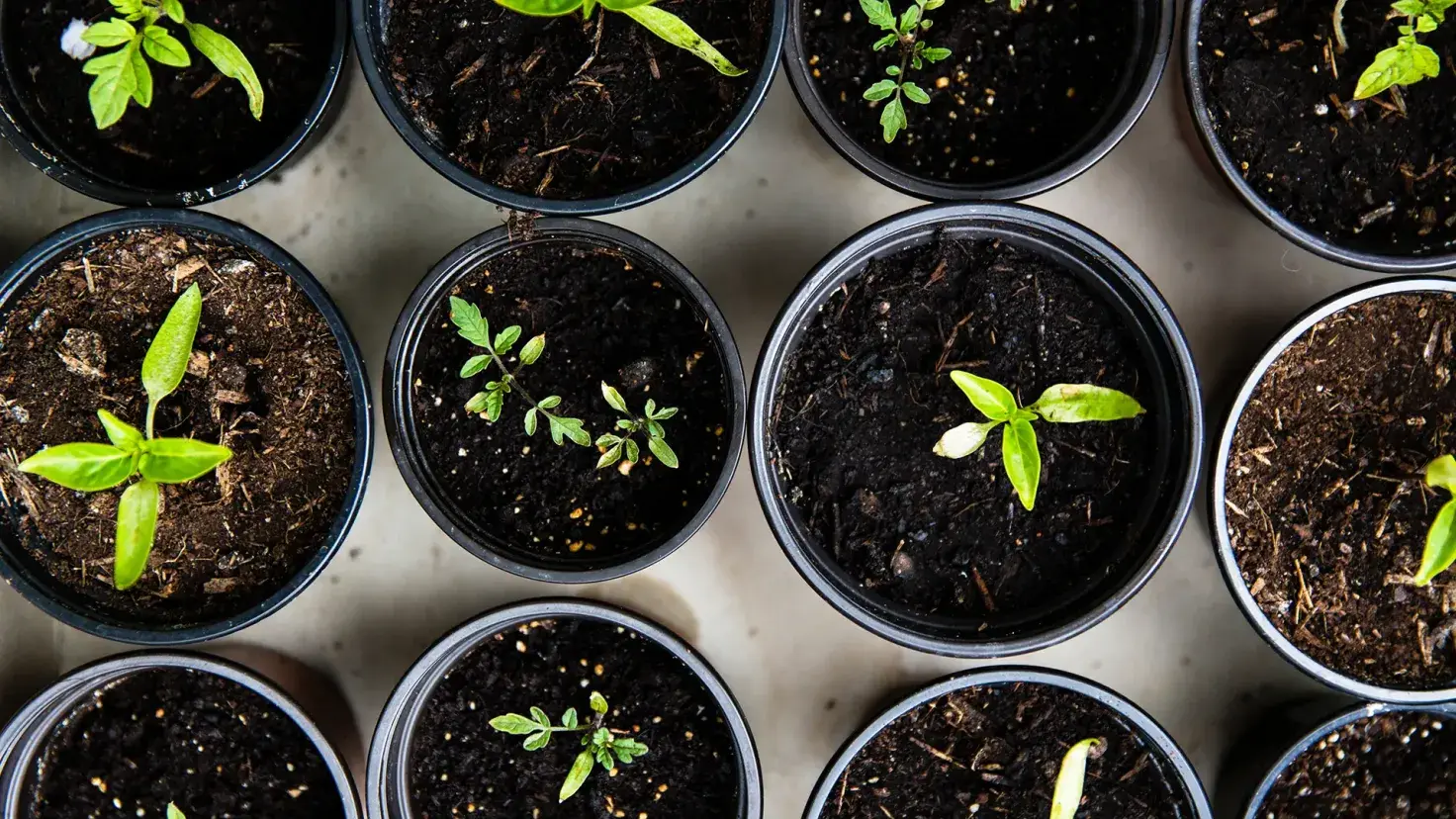 plantas de Invernadero