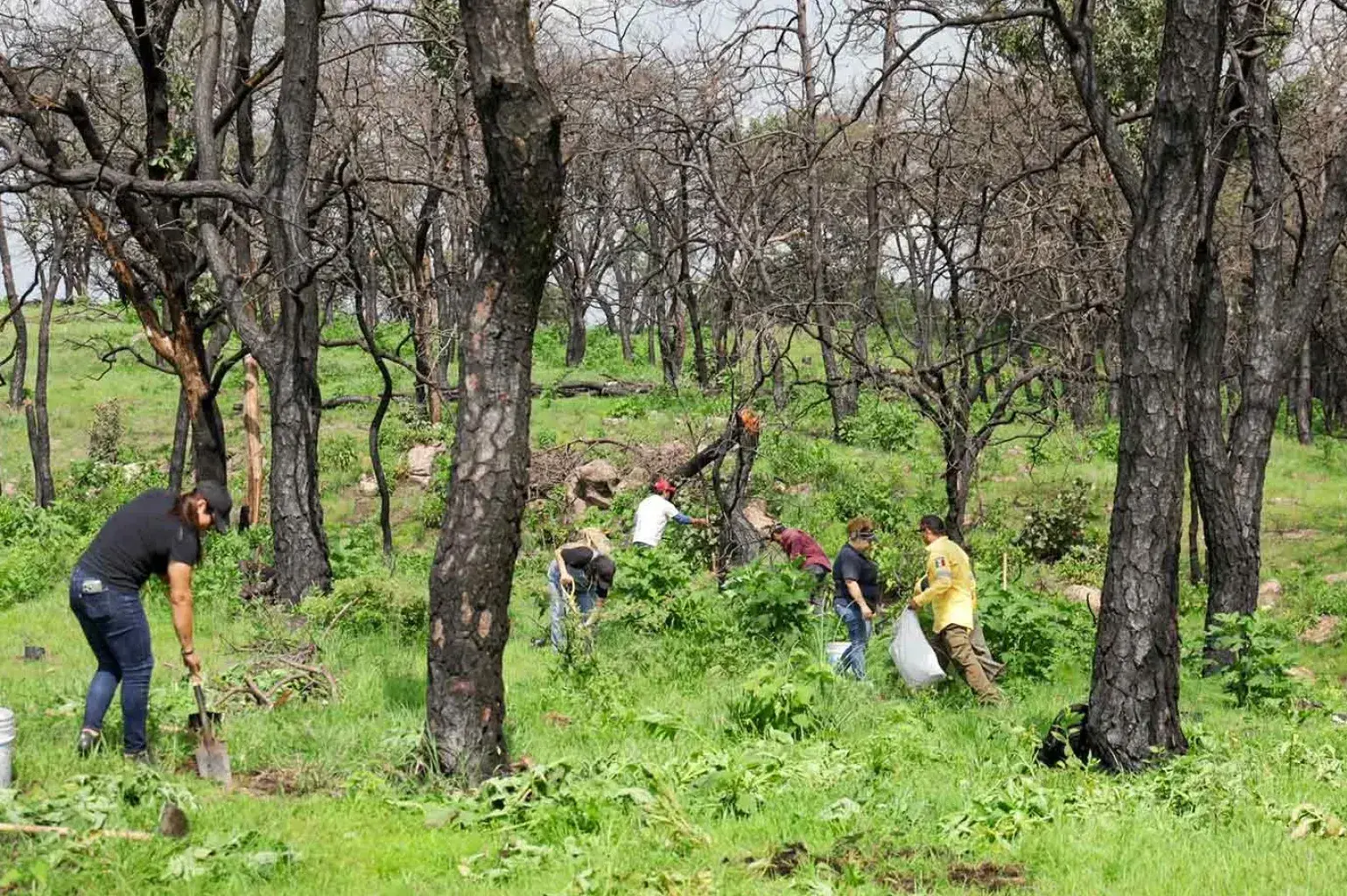 Reforestación de bosque La Primavera, acción realizada por colaboradores del Tec Guadalajara. 